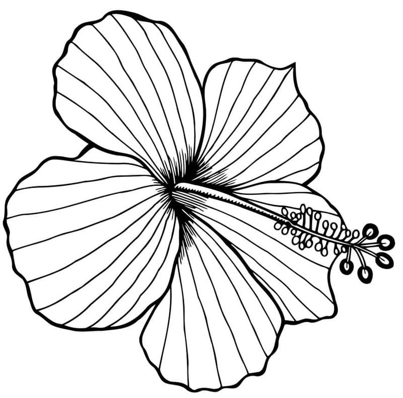 Immagine Ibisco Gratuita da colorare