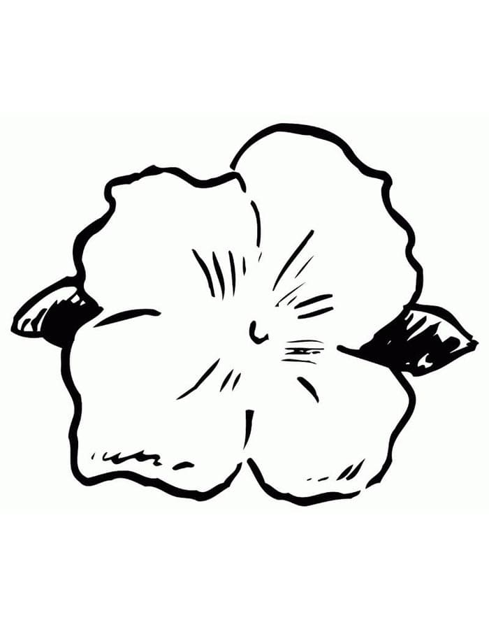 Immagine Ibisco da colorare