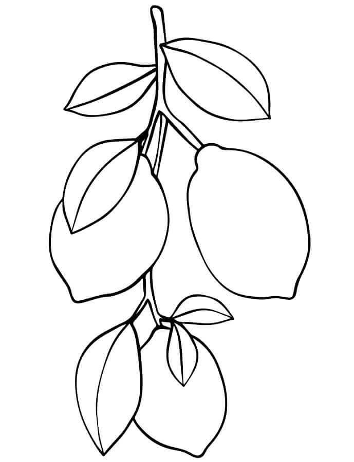 Immagine Limone Gratuita da colorare