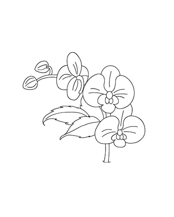 Immagine Orchidea da colorare