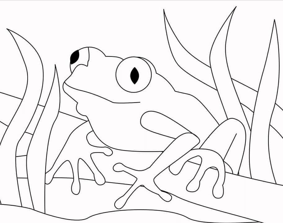 Immagine Rana Gratuita da colorare