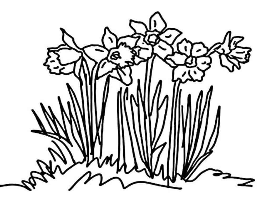 Immagine Stampabile Narciso da colorare