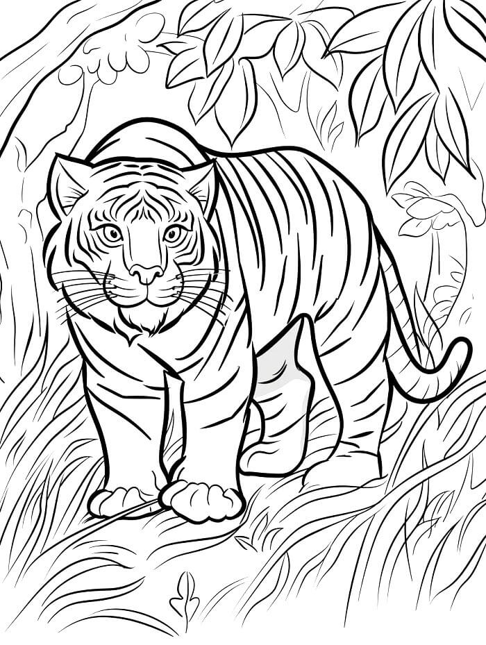 Immagine Stampabile Tigre da colorare