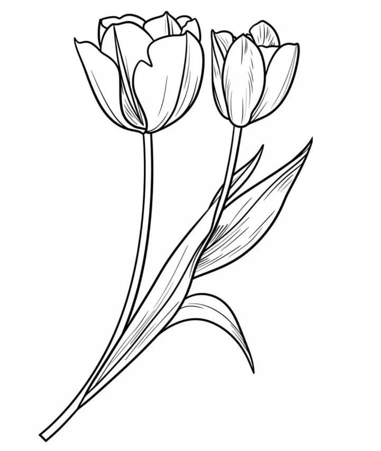 Immagine Tulipano da colorare