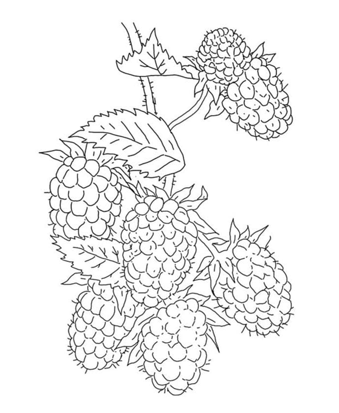 Immagine stampabile di mora da colorare