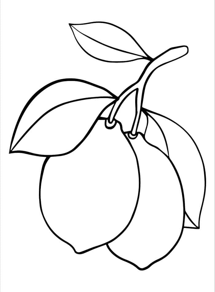 Limone Normale da colorare