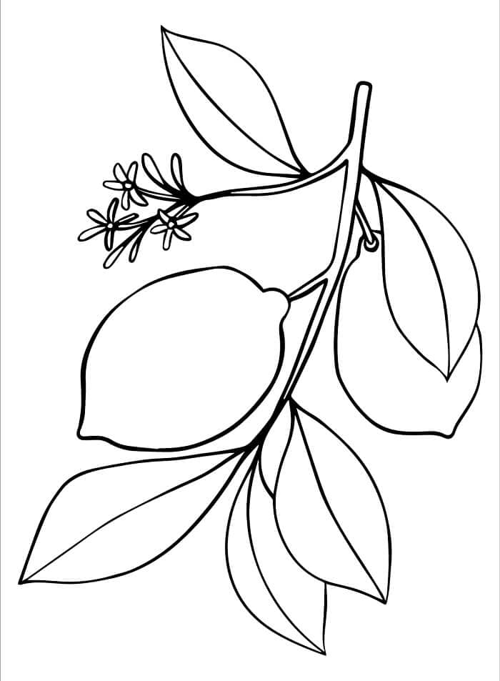 Limone Perfetto da colorare