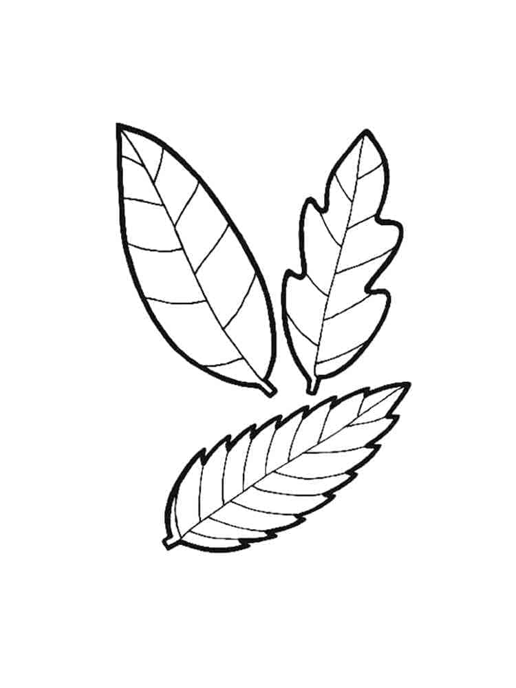 Molte foglie da colorare