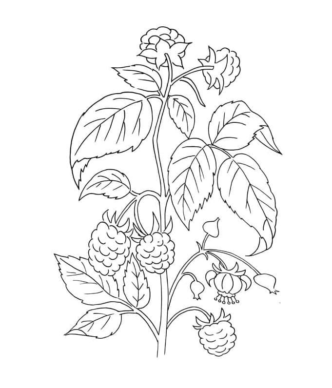 Mora gratis da stampare da colorare