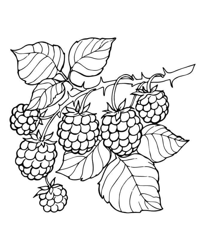 Mora gratis per bambini da colorare