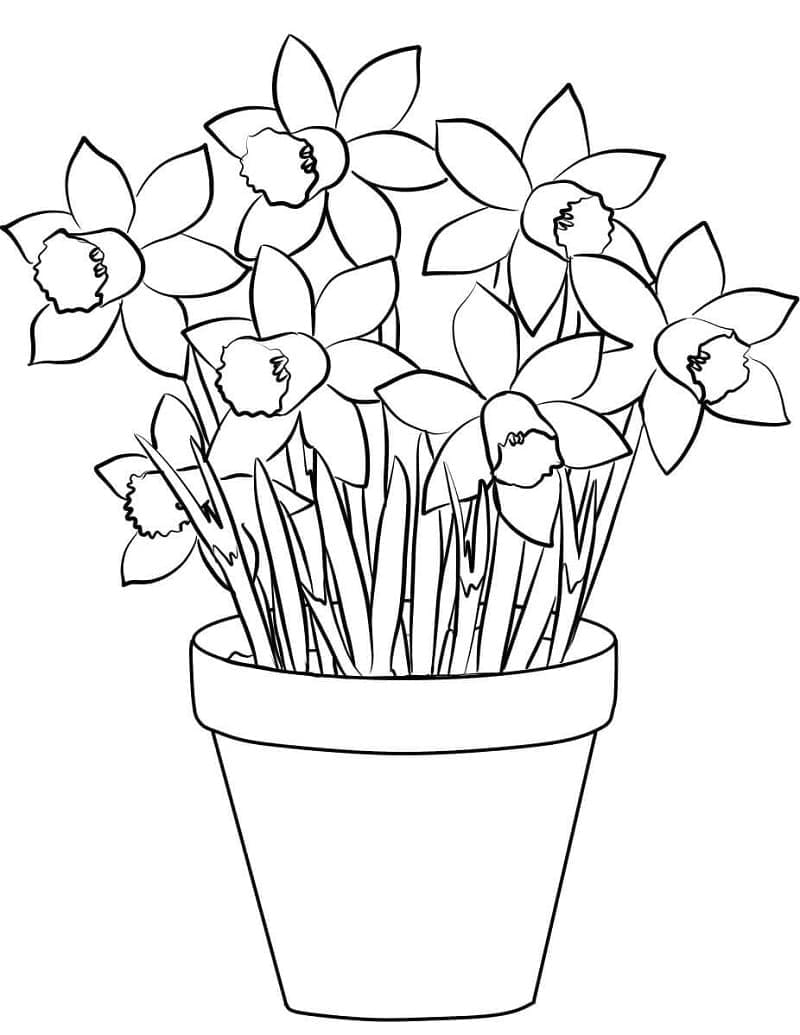 Narciso Molto Bellissimo da colorare