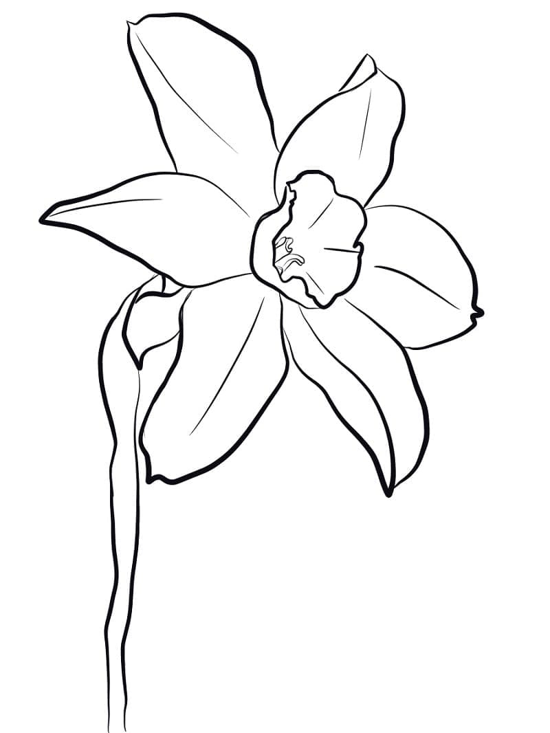 Narciso Semplice da colorare