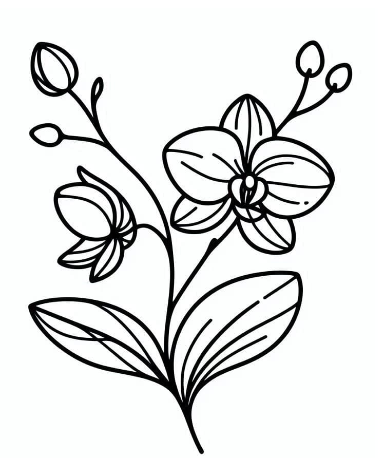 Orchidea Base da colorare
