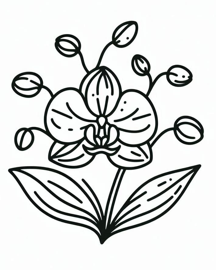 Orchidea Delizioso da colorare
