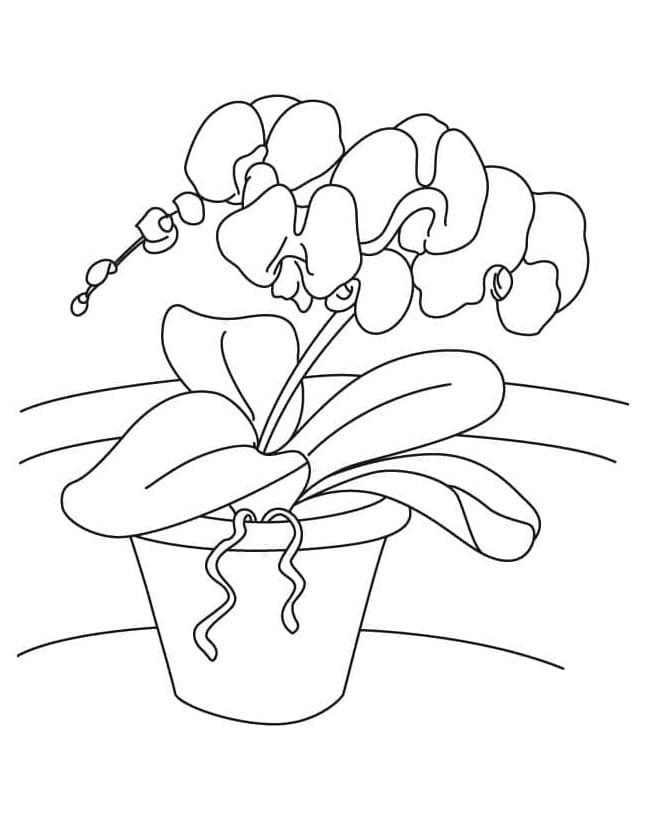 Orchidea Gratuito da colorare