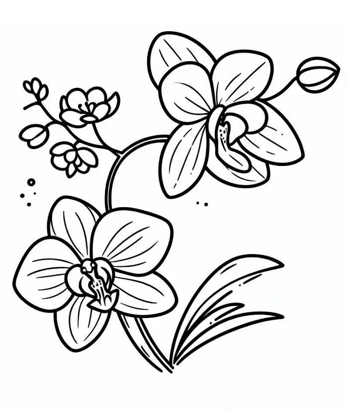Orchidea Grazioso da colorare