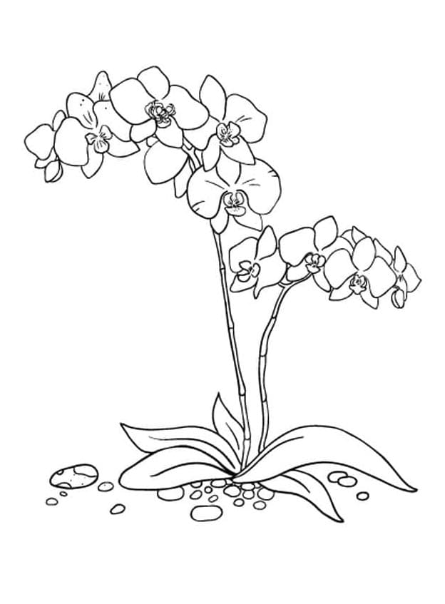 Orchidea Libero Stampabile da colorare