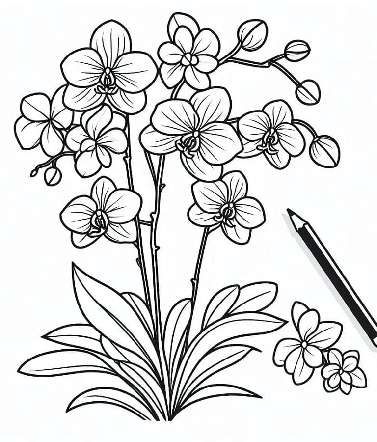 Orchidea Perfetto da colorare