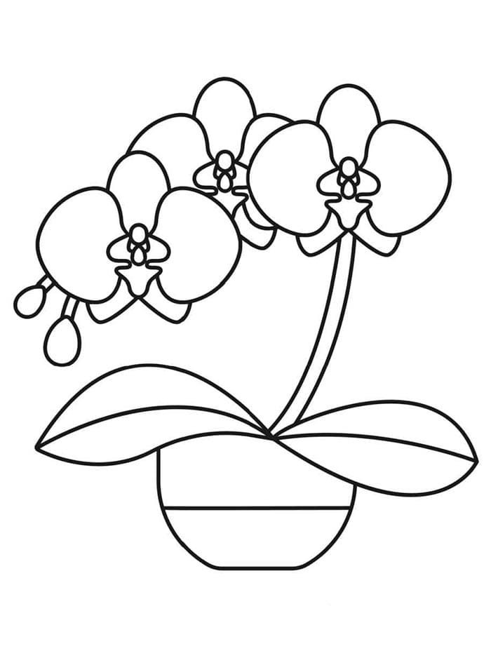 Orchidea Stampabile Gratuito da colorare