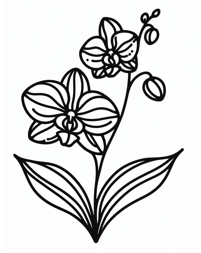 Orchidea Stampabile per Bambini da colorare