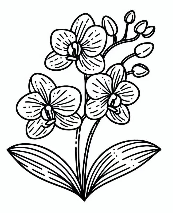 Orchidee da colorare
