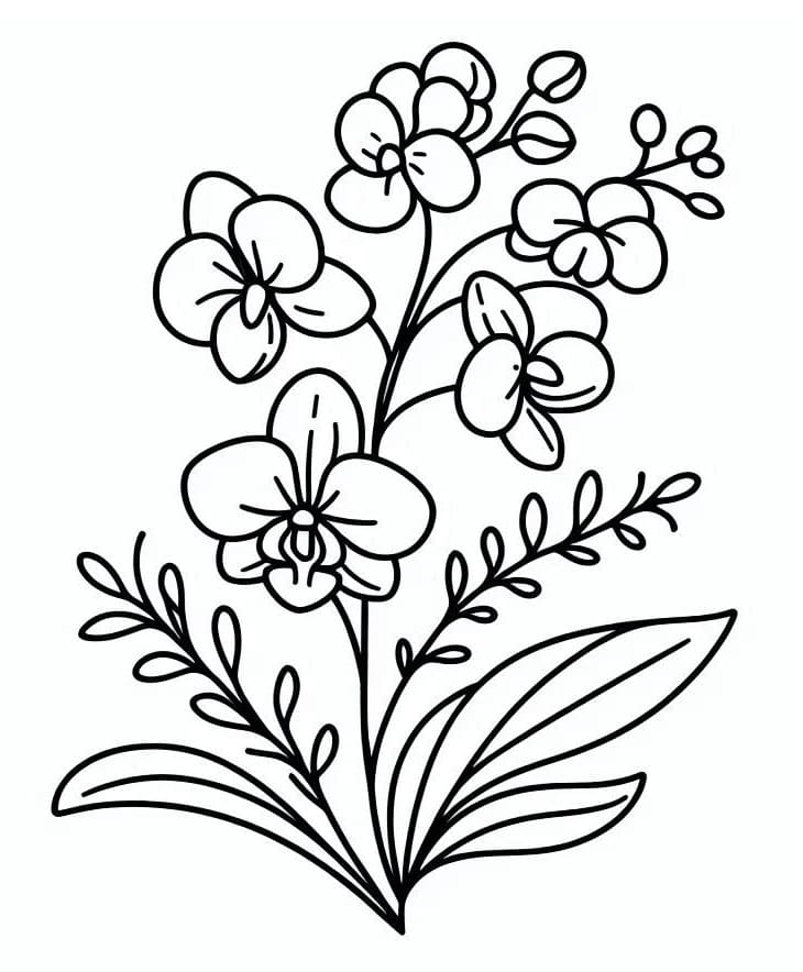 Orchidea a Costo Zero da colorare
