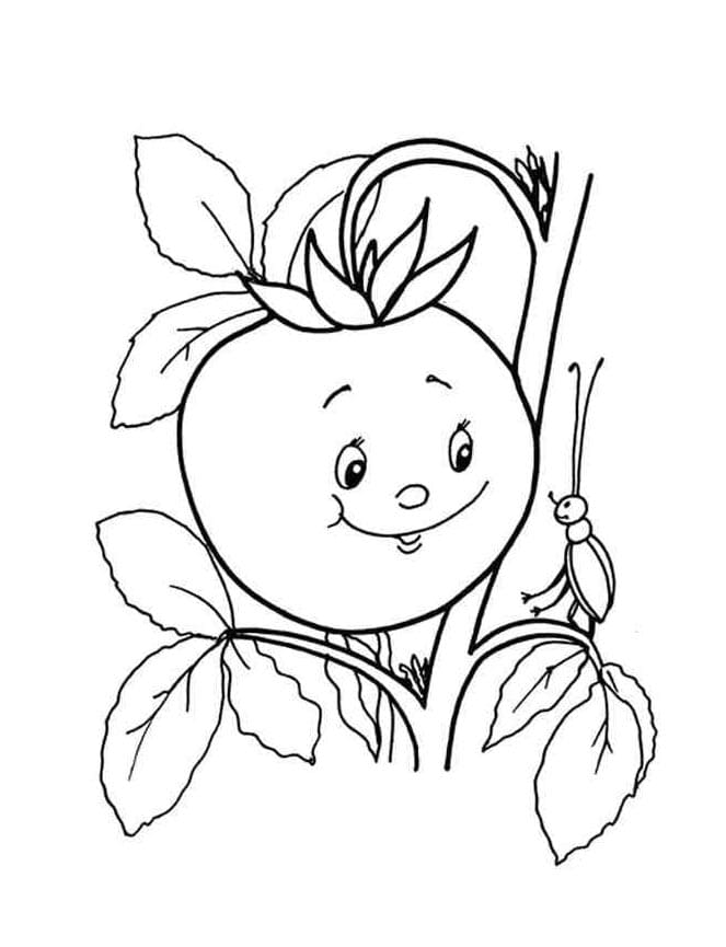 Pomodoro Base da colorare