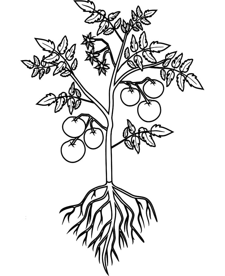 Pomodoro Libero Stampabile da colorare