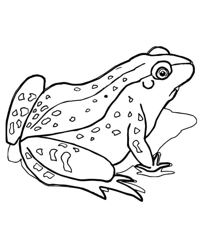 Rana Adorabile da colorare