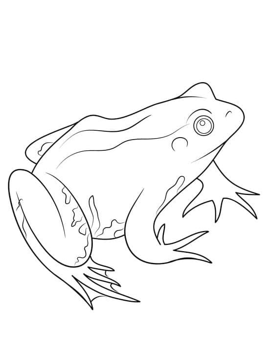 Rana Facile da colorare