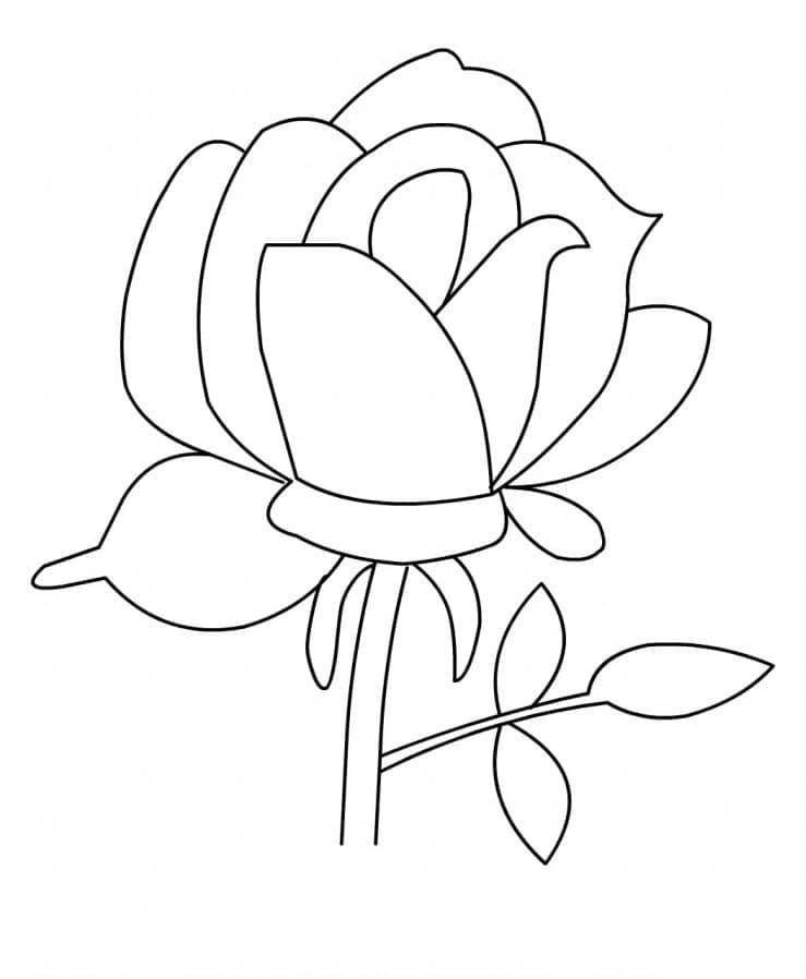 Rosa Base da colorare