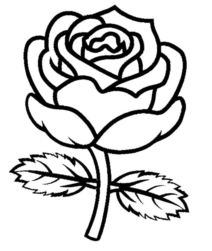 Rosa Molto Bellissimo da colorare