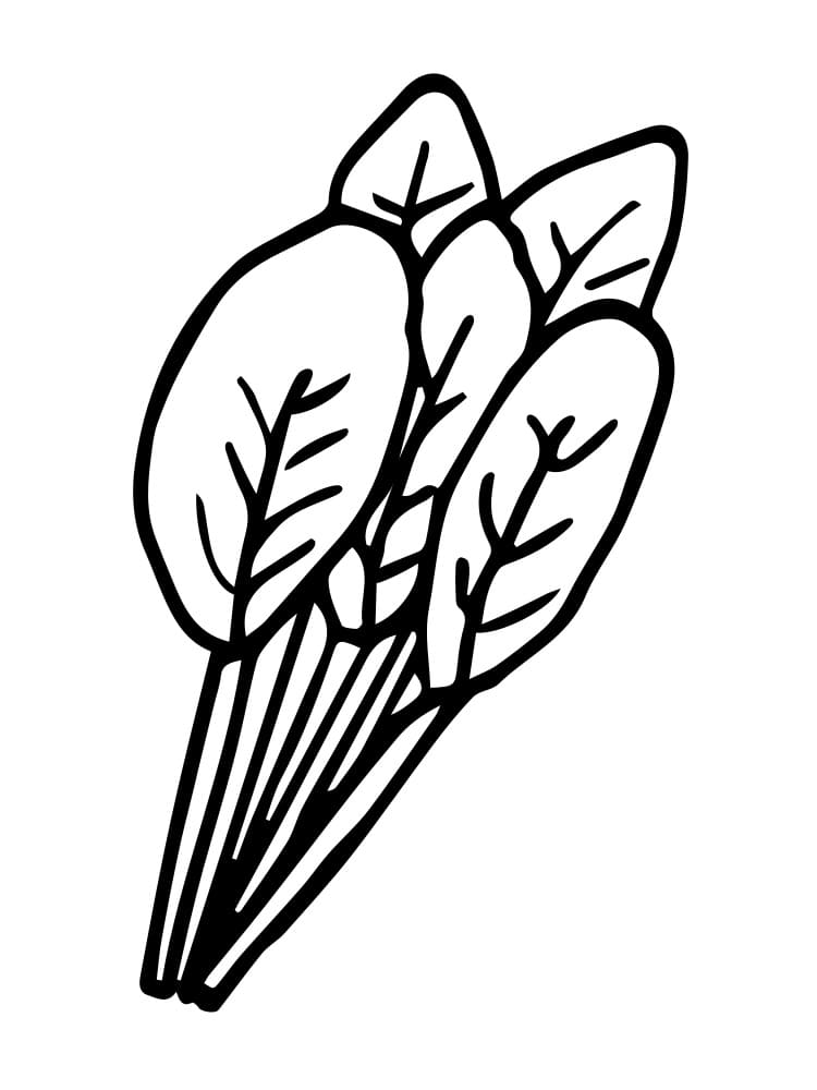 Spinaci Liberi Stampabili da colorare