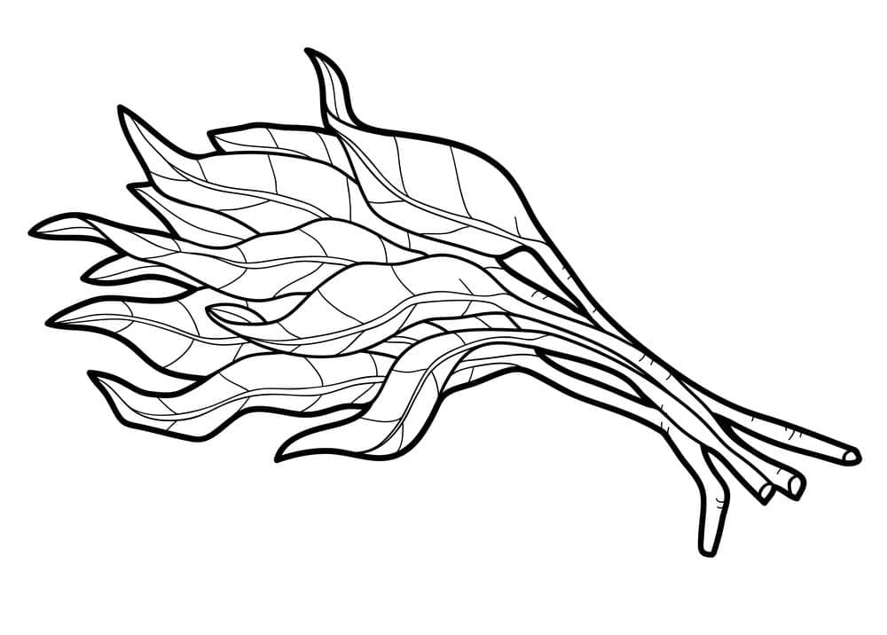 Spinaci Perfetti da colorare