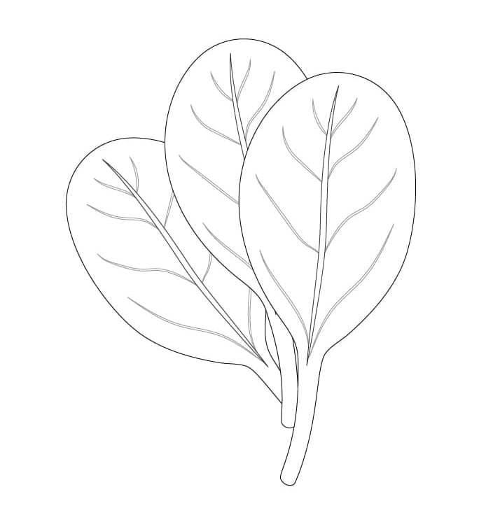 Spinaci Stampabili per Bambini da colorare