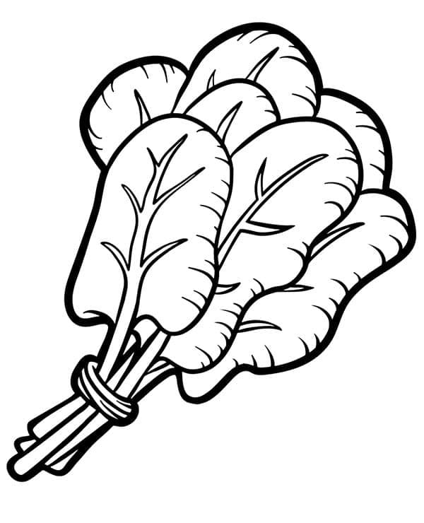 Spinaci da colorare