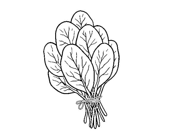 Spinaci a Costo Zero da colorare