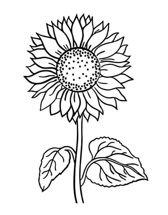 Stampa Girasole da colorare