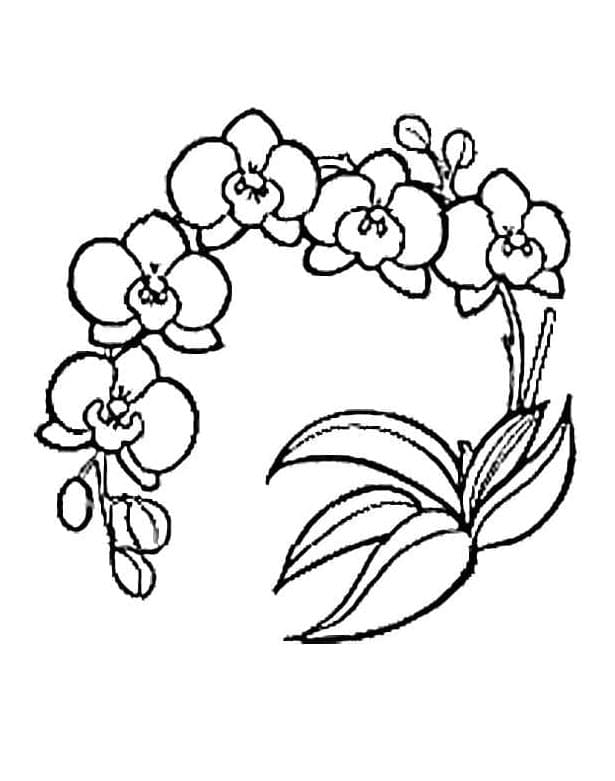 Stampa Orchidea da colorare