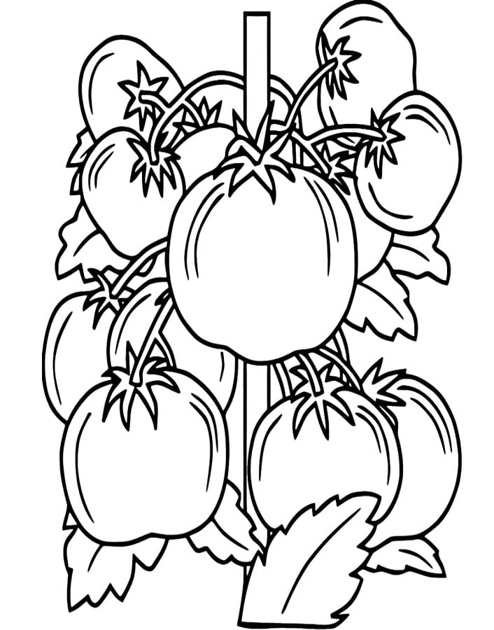Stampa Pomodoro da colorare