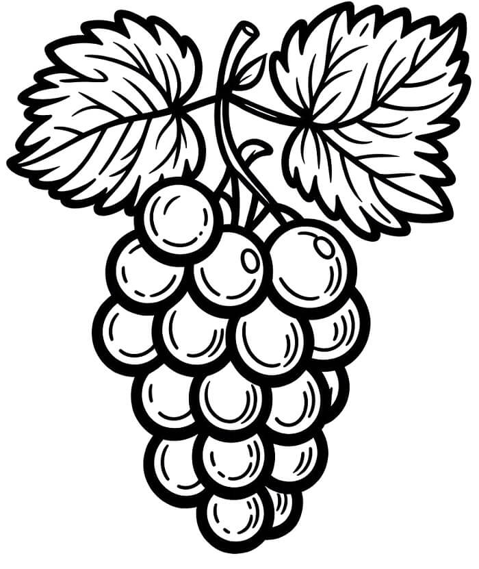 Stampa Uva da colorare
