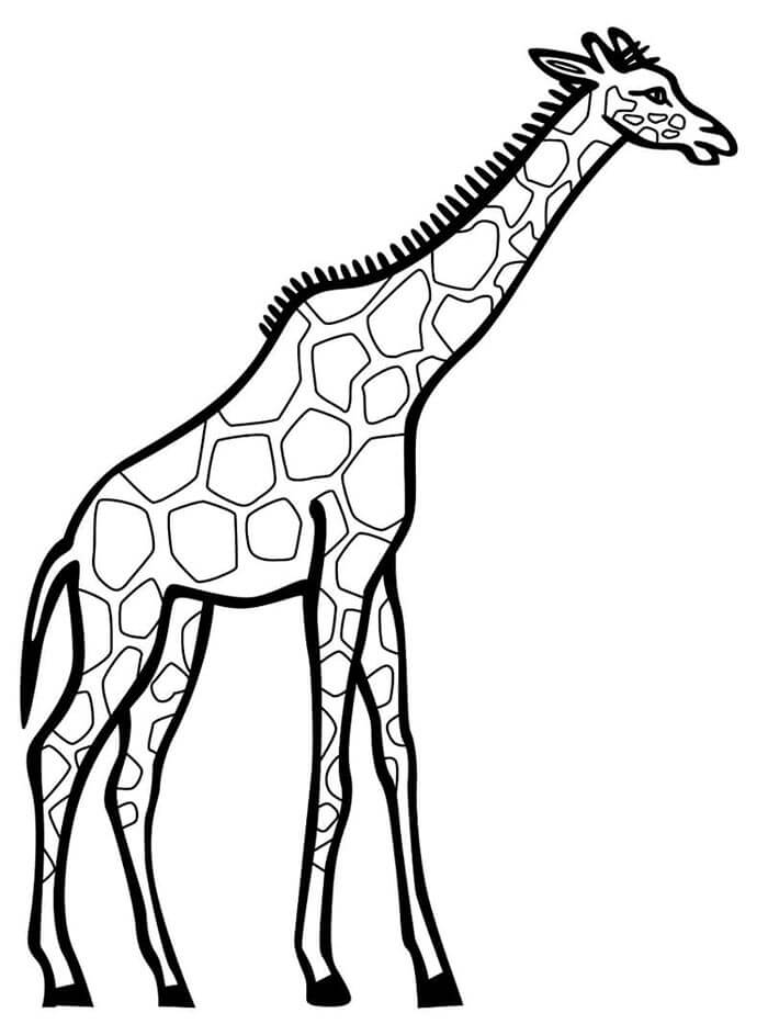 Stampabile Gratuita Giraffa da colorare