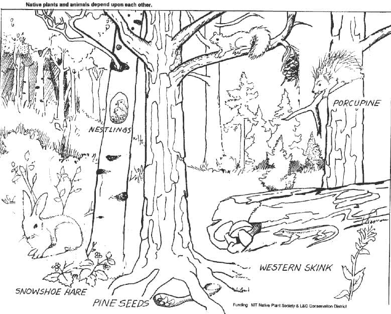 Stampabile Libera Foresta da colorare