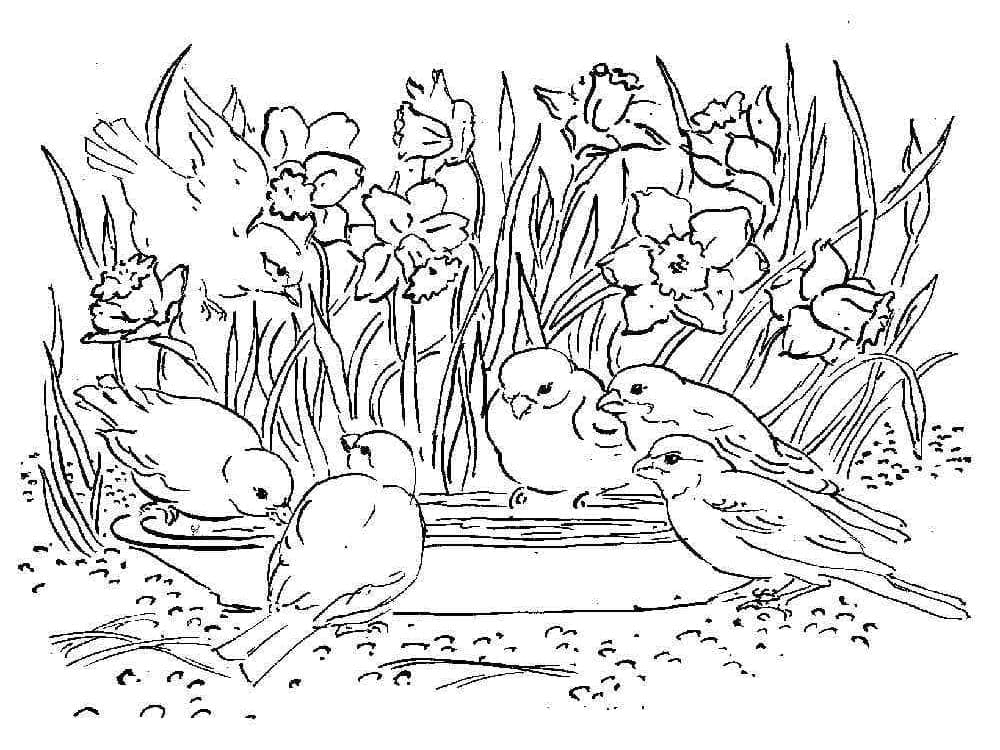 Stampabile Libero Narciso da colorare