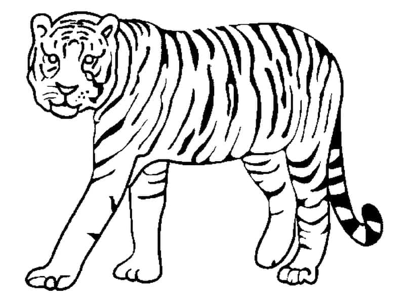 Tigre Facile da colorare