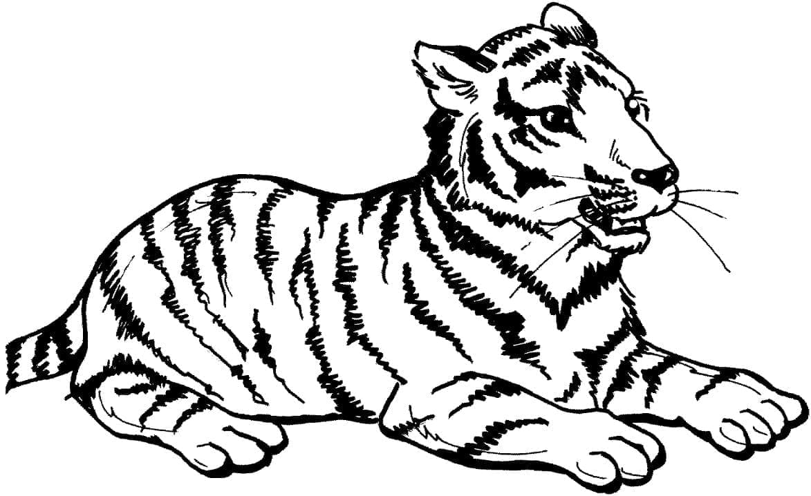 Tigre Gratis da colorare
