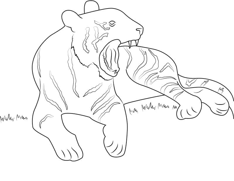 Tigre Regolare da colorare