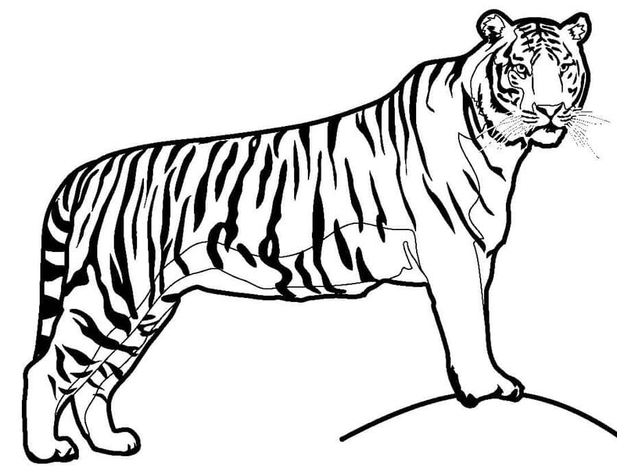Tigre realistica da colorare