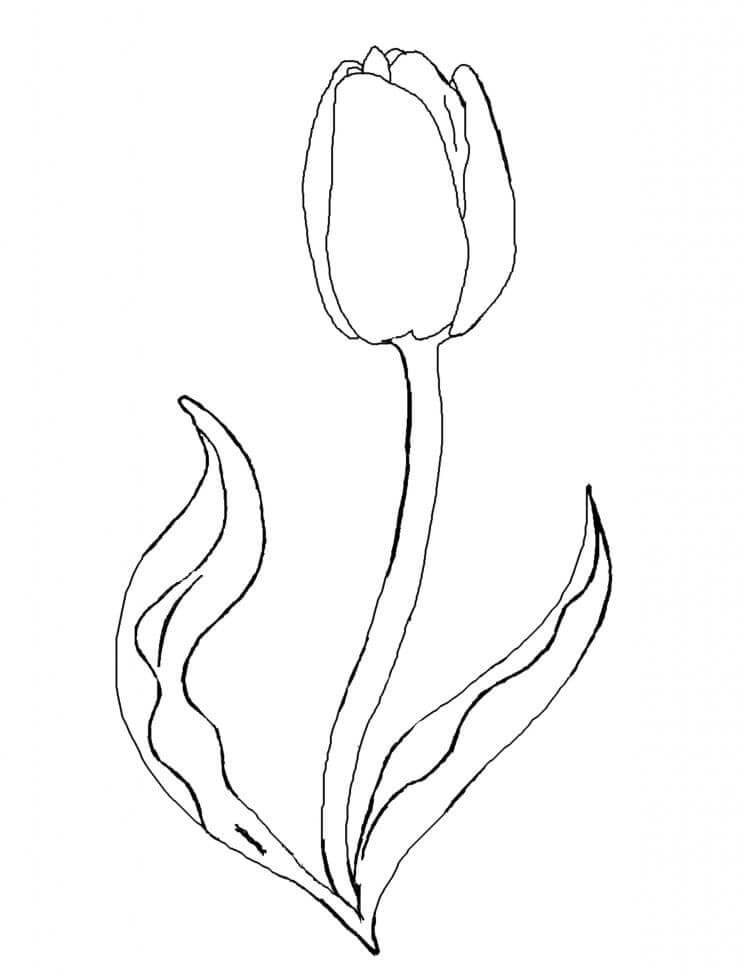 Tulipano (1) da colorare