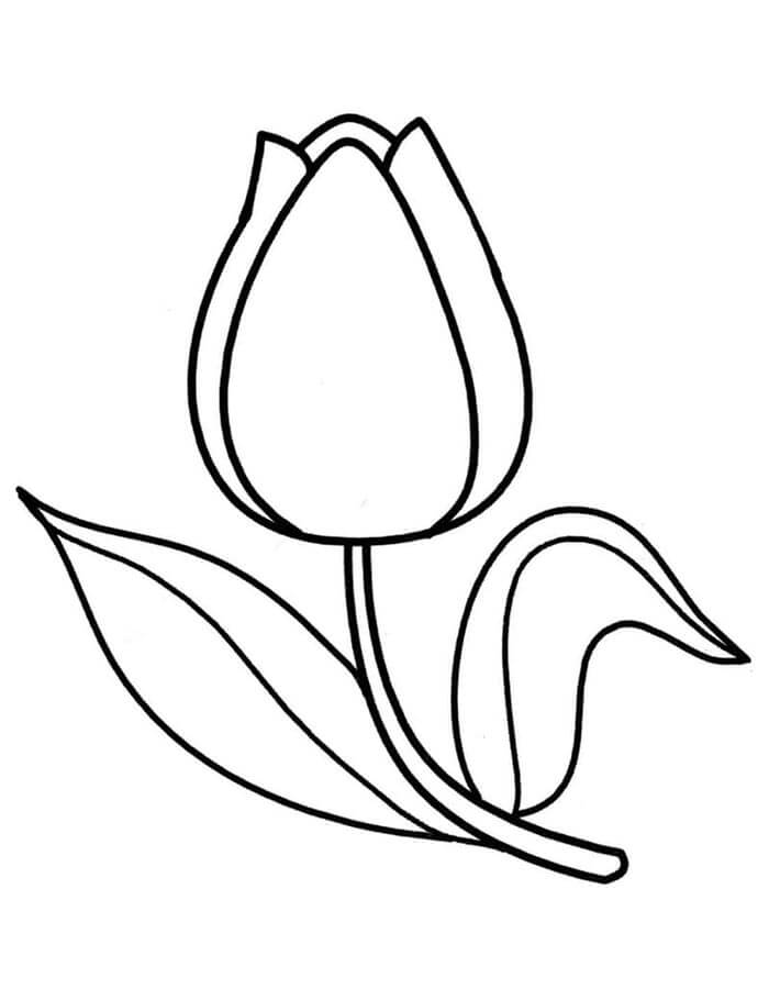 Tulipano (2) da colorare